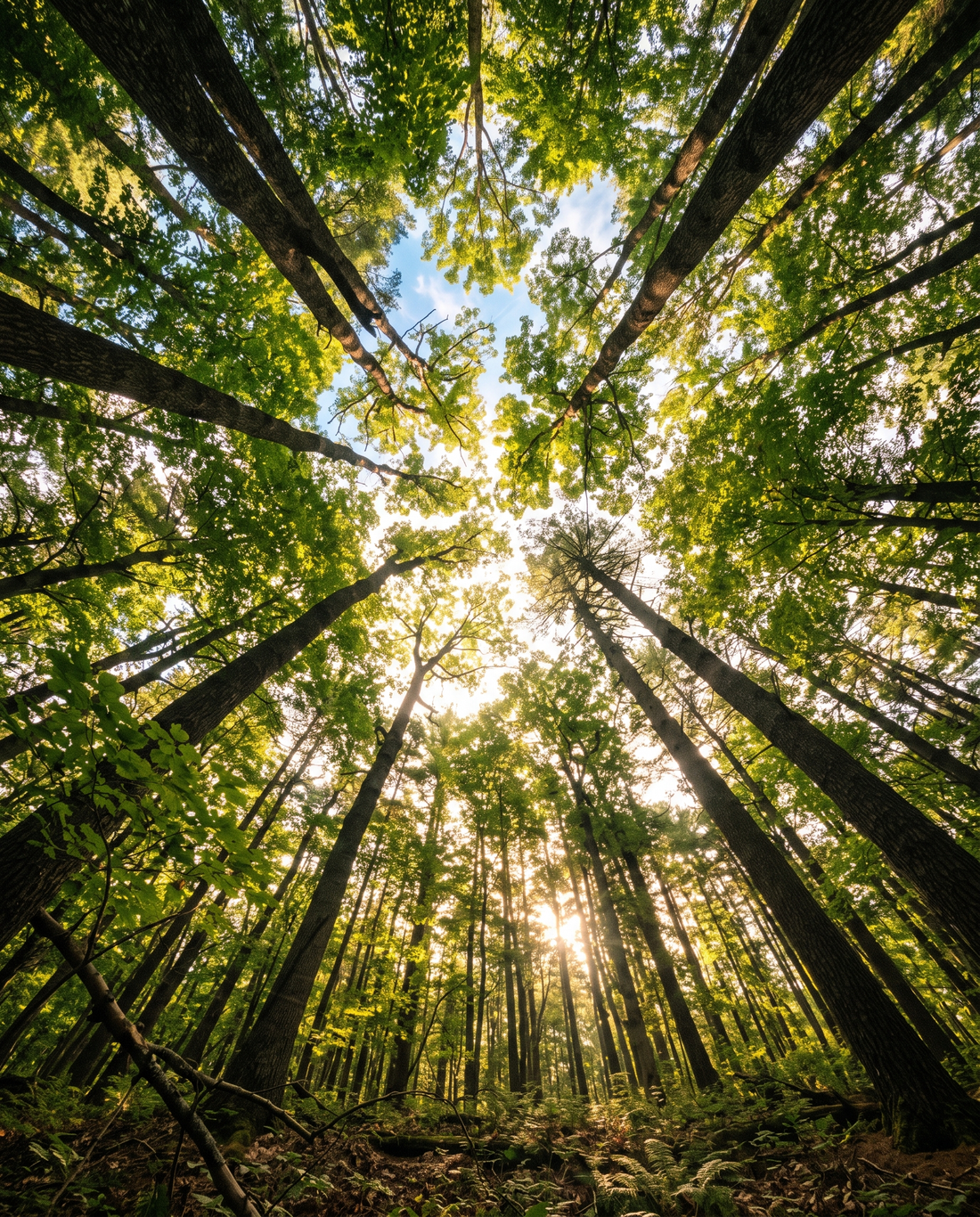 Looking up through a dense forest canopy with dappled sunlight filtering through green leaves — why trees talk in chemicals by Trees and Leaves