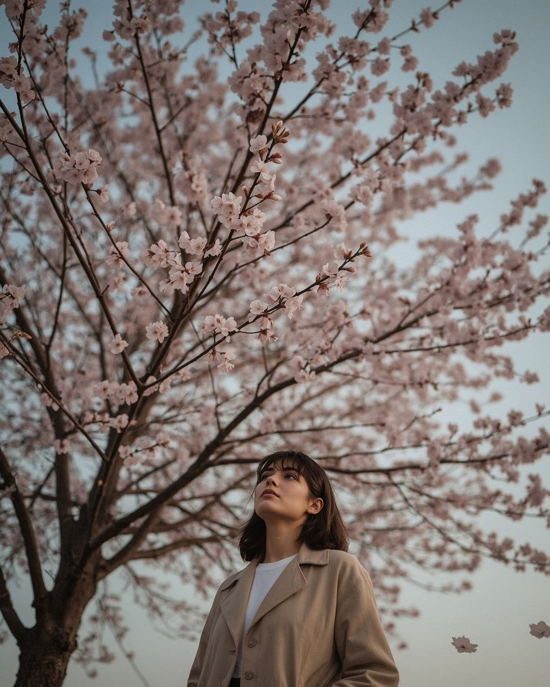 Woman standing beneath cherry blossom tree in full bloom looking upward in soft dusk light — what cherry blossoms teach us about starting over by Trees and Leaves